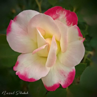 Rose 'Peace'