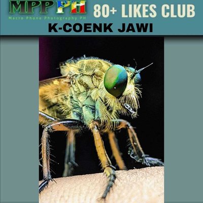 robber fly
