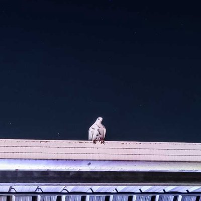 Enjoying the solitude