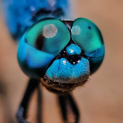 Dragon fly