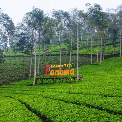 Kebun Teh Panama