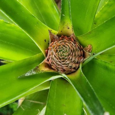 Baby pineapple