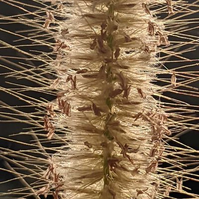 pennisetum