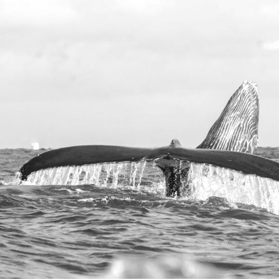 Mi Épica Foto de la Ballena 
