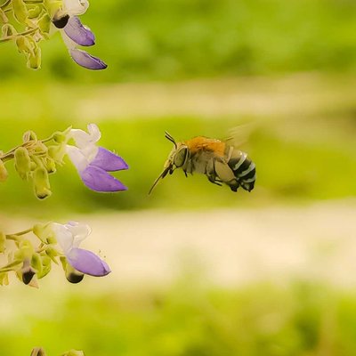 Western Honey Bee 