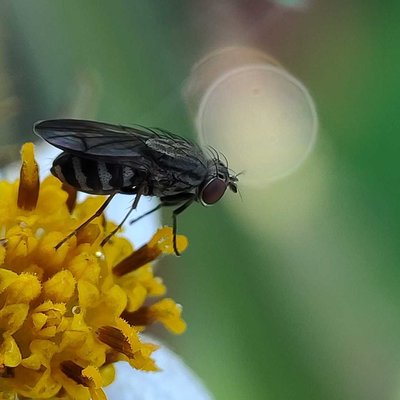 Muscoidea