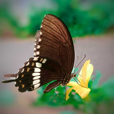 He is hungry 🦋 ( Butterfly 🦋) 