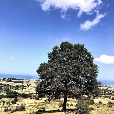 Kocadağ⛰