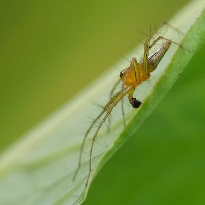 Oxyopidae