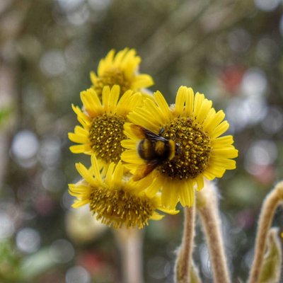 Flor de Vida