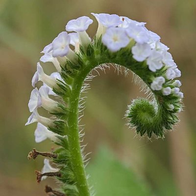 Sangketan atau buntut tikus