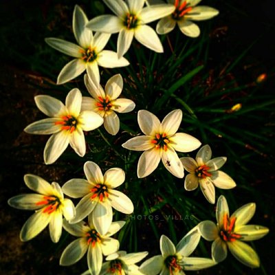 FLOWERS (NATURE)