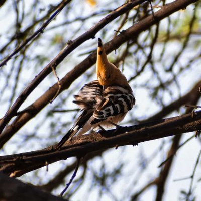 Eurasian hoopoe