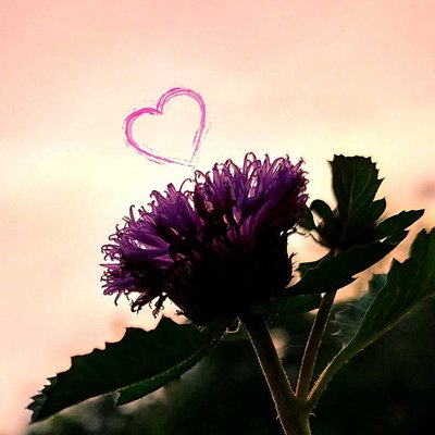 Love for Silhouette 🥰💜
