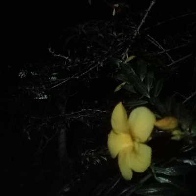 Yellow bell at night 