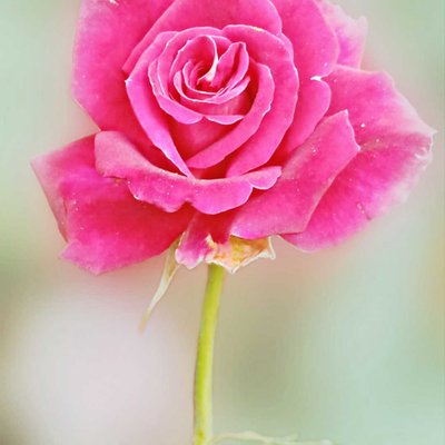 Hybrid tea Rose