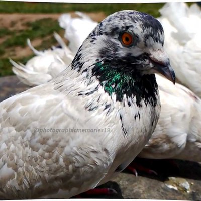 Columbidae (Bird)