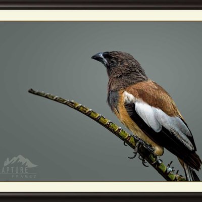 Rufous Treepie