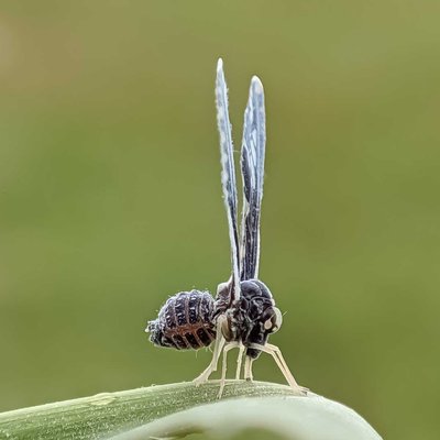 Derbidae