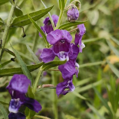 bunga angelonia