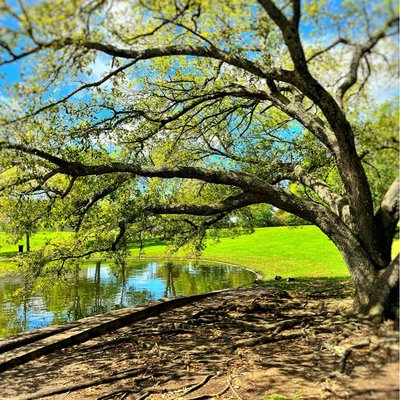 That Duck Park Lake