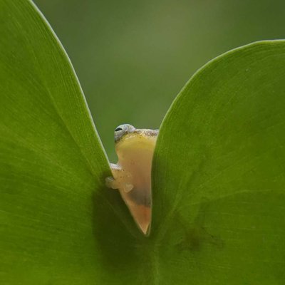 Golden frog