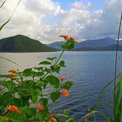 tai Mei tuk