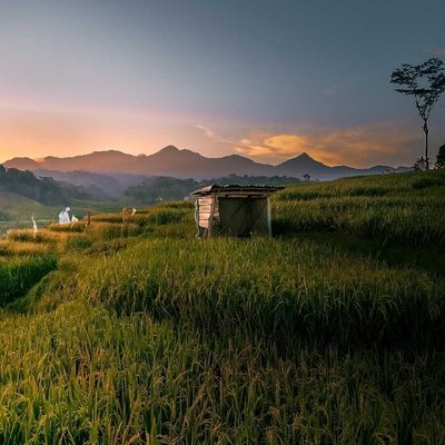 Sawah