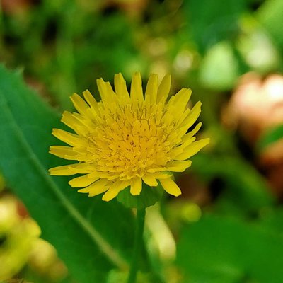 Common sowthistle😍😍