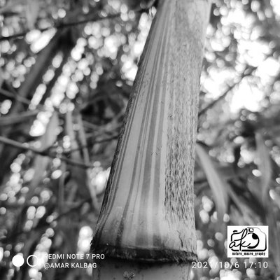Bamboo