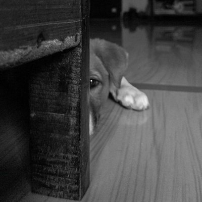 When I look into my dog's eyes