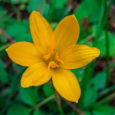 Yellow flowers feels us positivity.....💛💚🌼