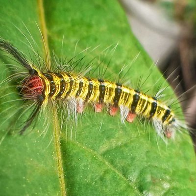ulat bulu