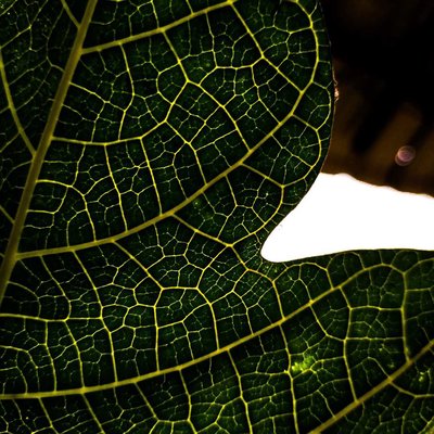 leaf 