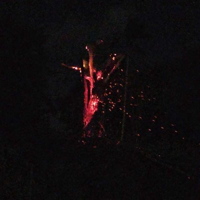 Pohon Durian Terbakar