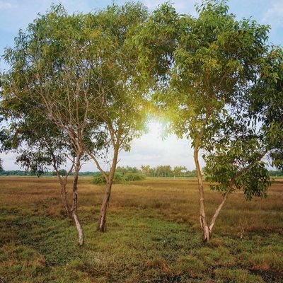 Padang rumput tepi pantai
