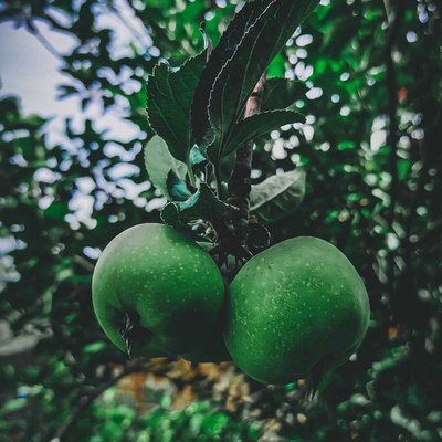 Green Apple 