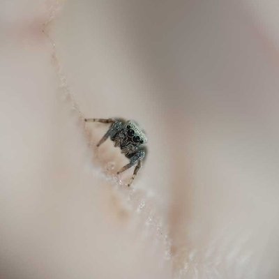Tiny jumper