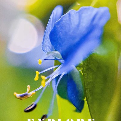 check out this post of Asiatic Day Flower 