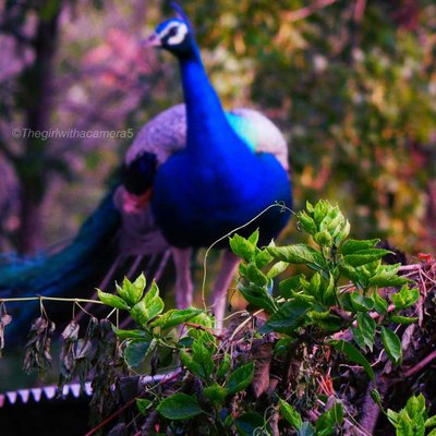Peacock: the adorable national bird of India!