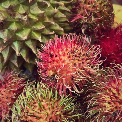 rambutan 