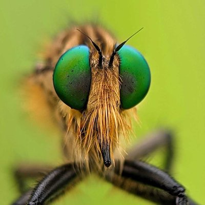 Robber fly