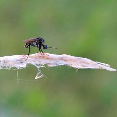toxophora