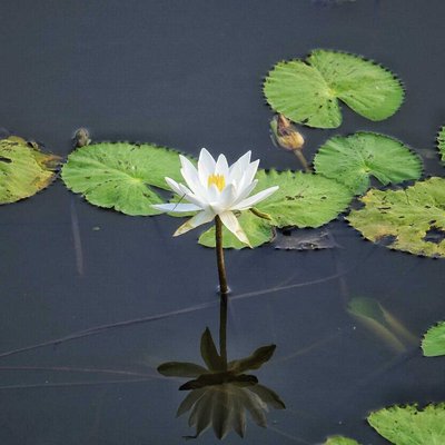 Water Lily 