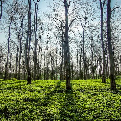 Eksotika Hutan Jati Bubulan