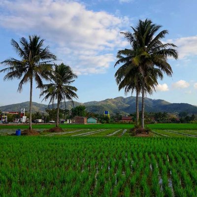 Sawah