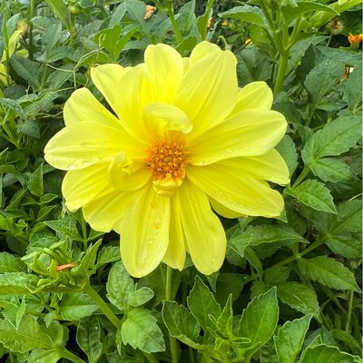 Doğanın güzelliği 🌼