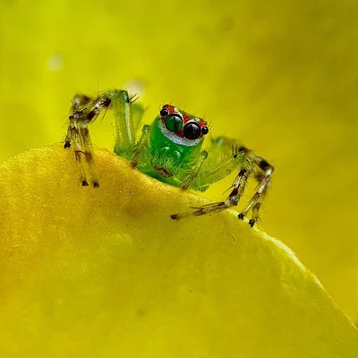 Mongolian green jumping spider