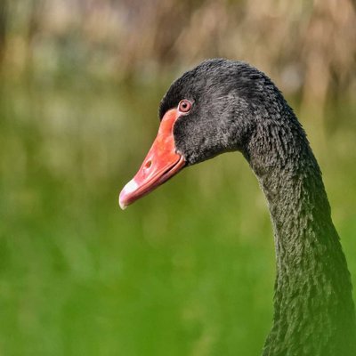 Black Swan 🦢🖤