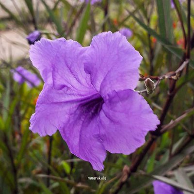 Macro Flora